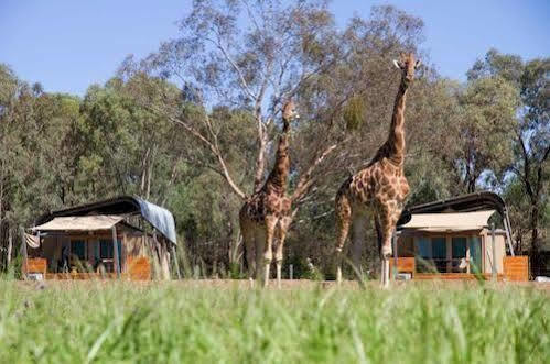 Zoofari Lodge, Taronga Western Plains Zoo Даббо Экстерьер фото